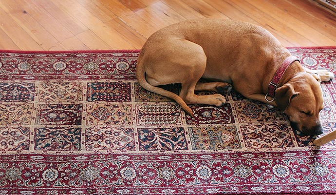 Dog resting on traditional oriental rug