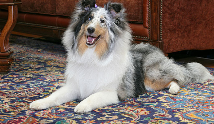 Pet dog resting on an oriental area rug
