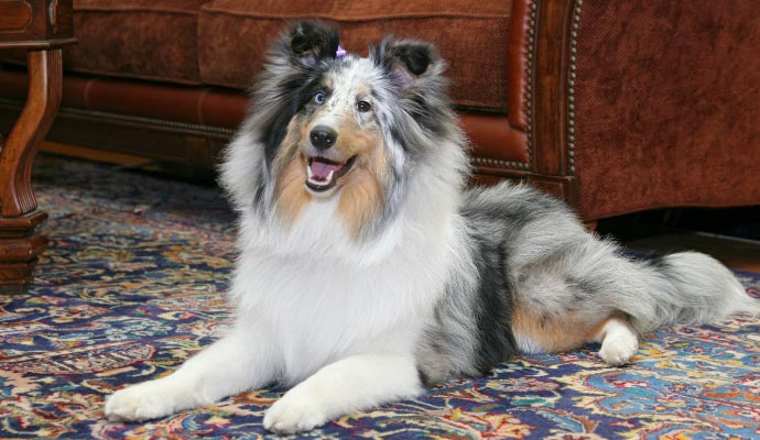 Pet dog sitting on a rug