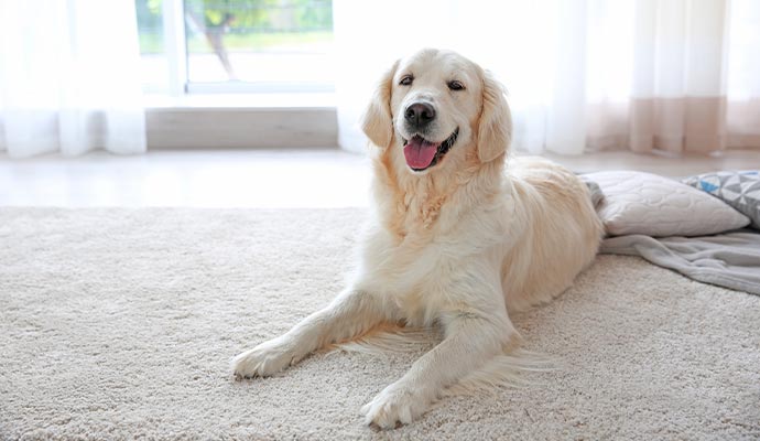 Pet lying on the rug