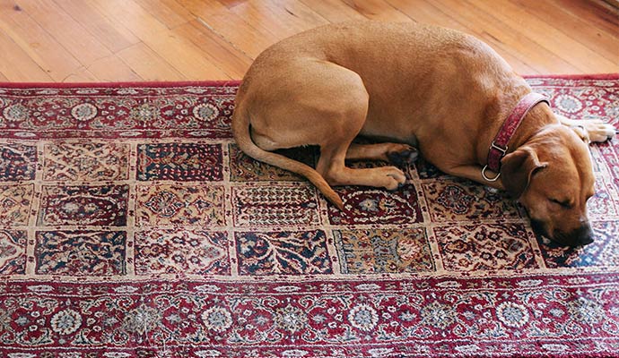 A large brown dog lying comfortably on a patterned red and beige area rug in a home