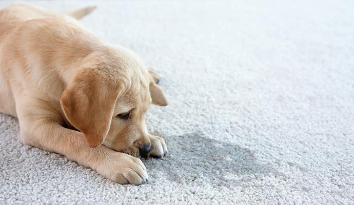 rug pet stain removal in Florence