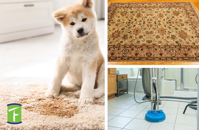 pet stain, rug protection