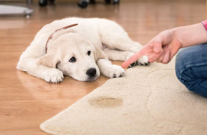 Pet stain removal from rug
