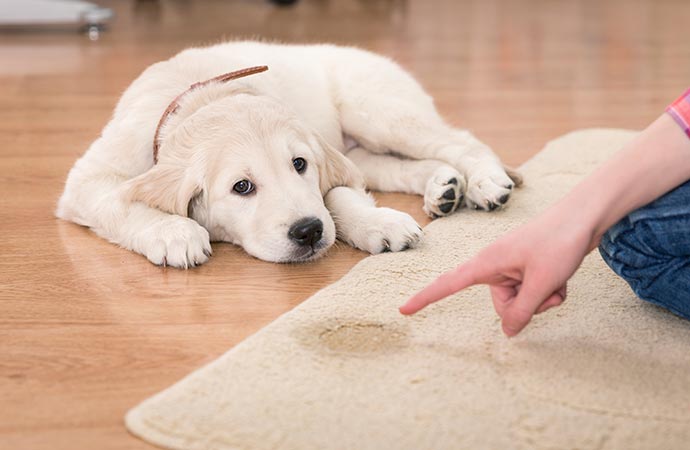 Pet odor spot on the rug