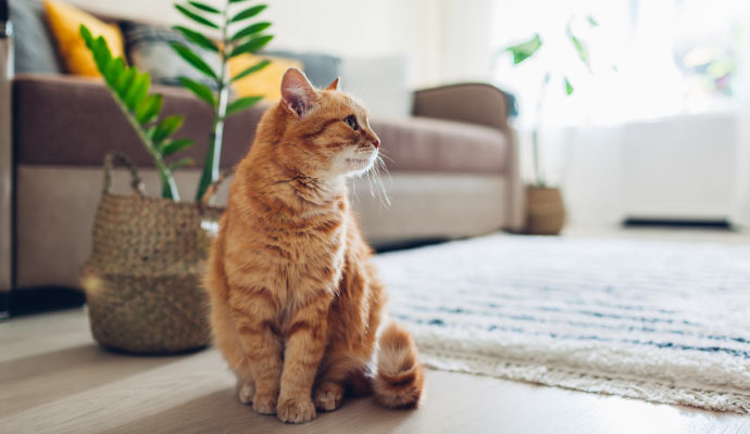 A cat sitting beside clean rug