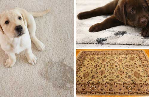 pet odor and stain in rug