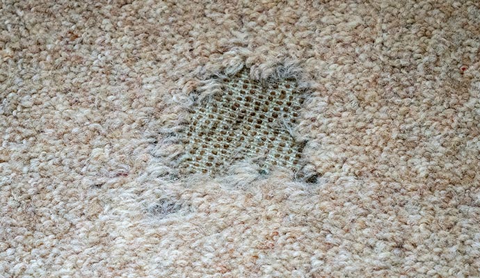 Moth damaged rug