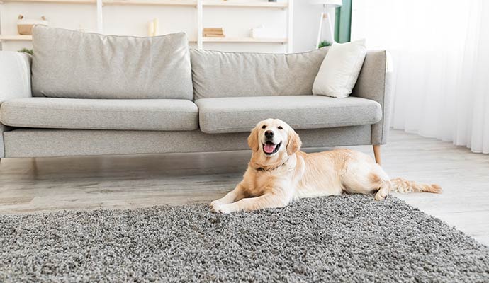 Pet dog sitting on a clean rug.